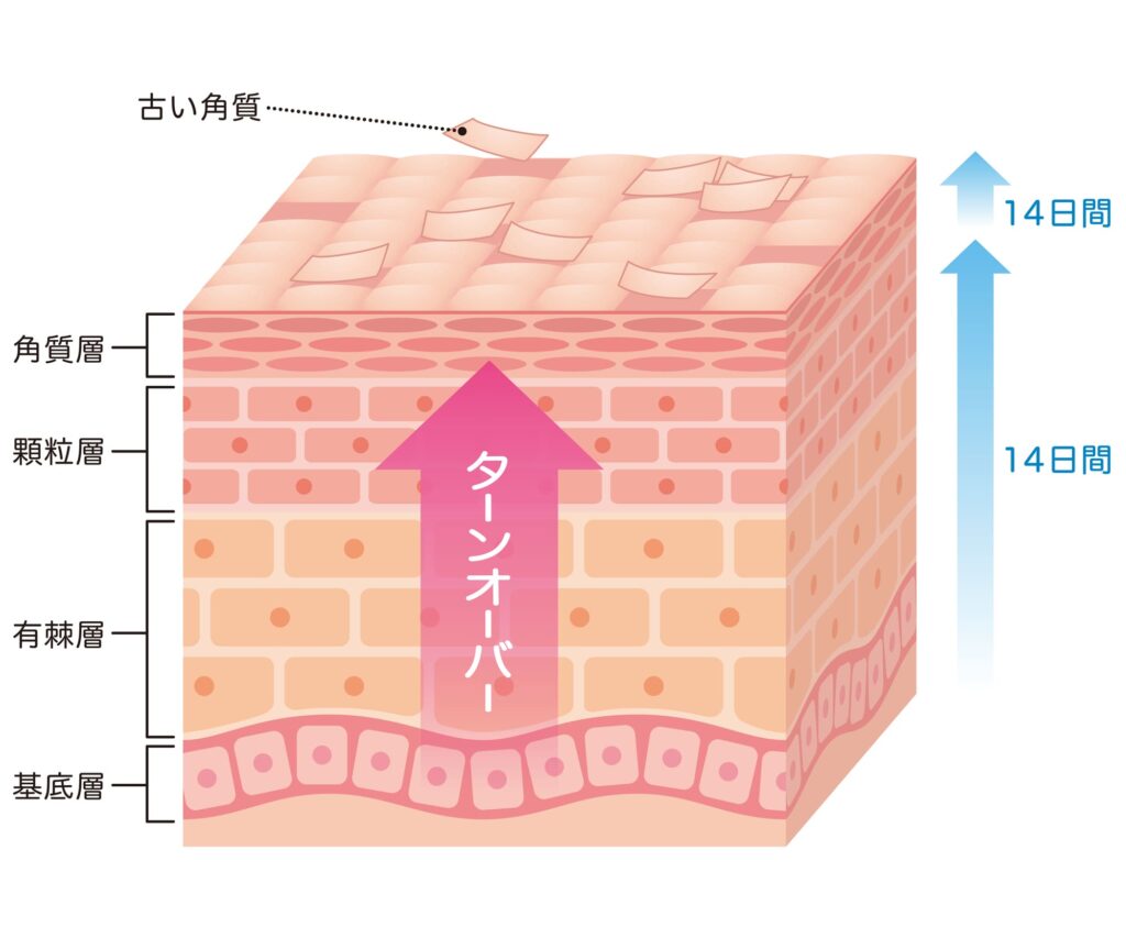 肌 ターンオーバー